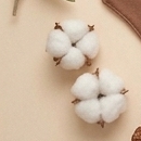 Yazı görseli — pamuk tarlası
